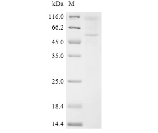 Monomer: 55 kDa<br />Dimer: 110 kDa<br />It is speculated that the protein forms a dimeric structure.<br />M: Protein ladder